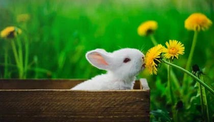 活塞主帅赛后怒喷裁判 锡伯杜回应：我不想评论